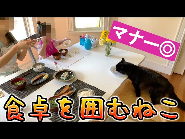 【しゃべる猫】我が家の猫は妻子と一緒に食事をしたがります【しおちゃん】
