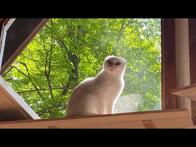 【60】保護猫シロが住む新緑の山小屋別荘《環境音》