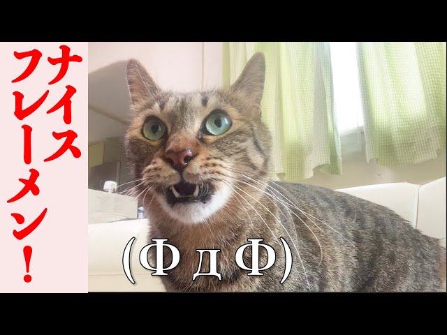 【猫のフレーメン】(−ω−)⇢(ΦдΦ)⇢(◎д◎)