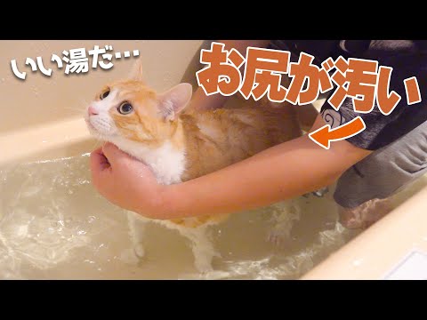 お尻が汚すぎる猫の尻をお風呂で徹底的に水責めします
