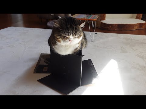どうしても転んじゃう箱とねこ。-Maru wants to get into the box without falling down.-