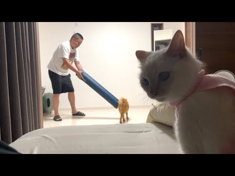 【４つの動画まとめ】お風呂に大きな猫がやってきた〜護身術〜