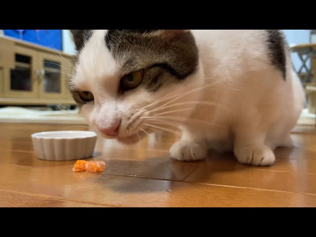 食いしん坊な猫だから初めてのサーモンをムシャムシャ食べてくれると思ったら・・・