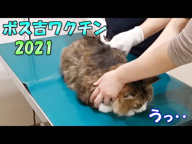 動物病院上級者の猫ボス吉は注射を打たれても Live2newsまとめ B3