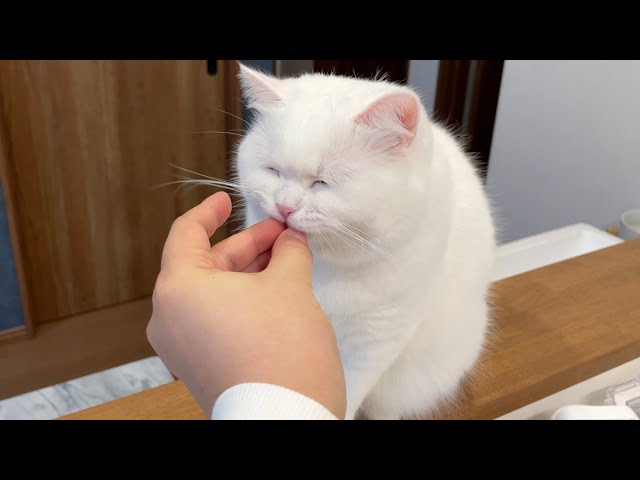 サプリを食べるのが大好きすぎる猫！