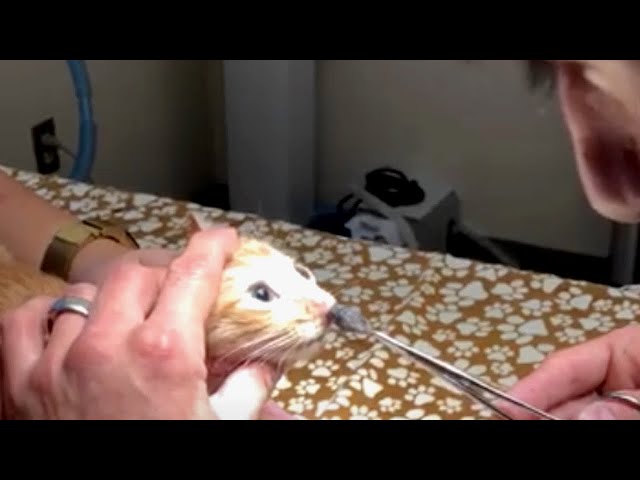 【ご注意を】獣医がピンセットを猫の鼻の穴に刺すと、経験豊富な医師をも驚かせるものが出てくる。