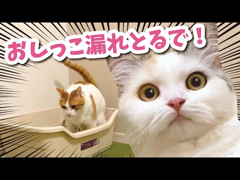 トイレを失敗しまくる先住猫に新しいトイレをプレゼントしました【おしゃべりする猫】