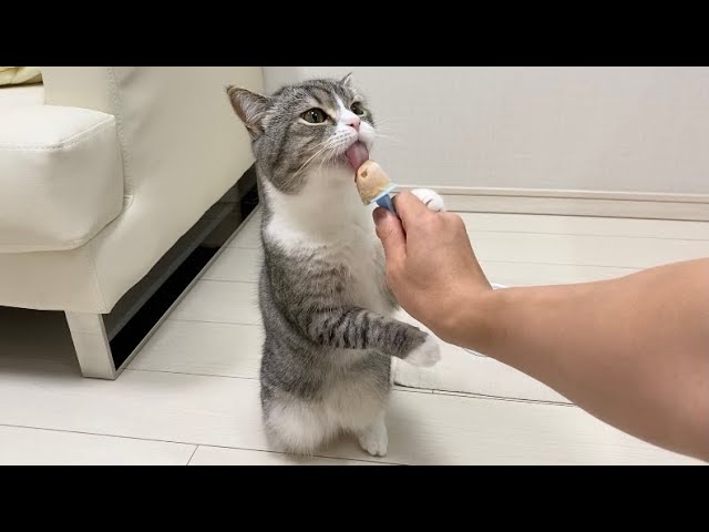 夏バテの猫にチュールアイスを作ったら美味すぎてこうなったw