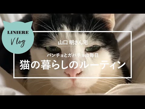 猫Vlog【猫の暮らしのルーティン】山口 明さん宅のパンチョとガバチョの1日