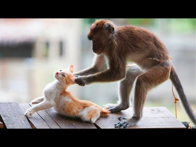 笑わないようにしてください 😉 おかしな猿の迷惑な猫のビデオ編集