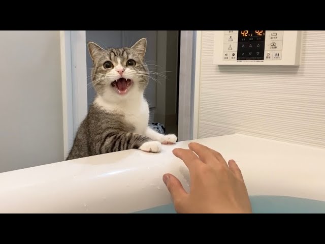 飼い主がお風呂で溺れてたときの猫の反応がこちらです…