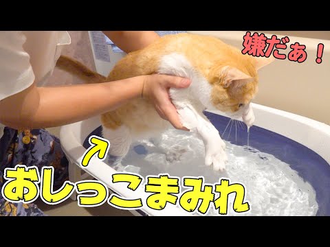 全身おしっこまみれになってしまった猫を風呂にぶち込みます