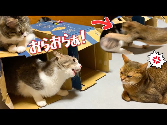 先輩猫にウザ絡みするもキレられて落ち込む猫