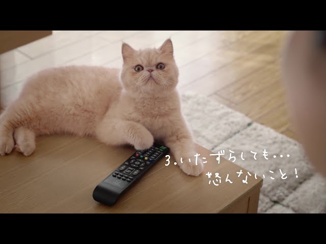 ペットショップ　COO＆RIKU　「ぼくとの約束」篇　猫篇