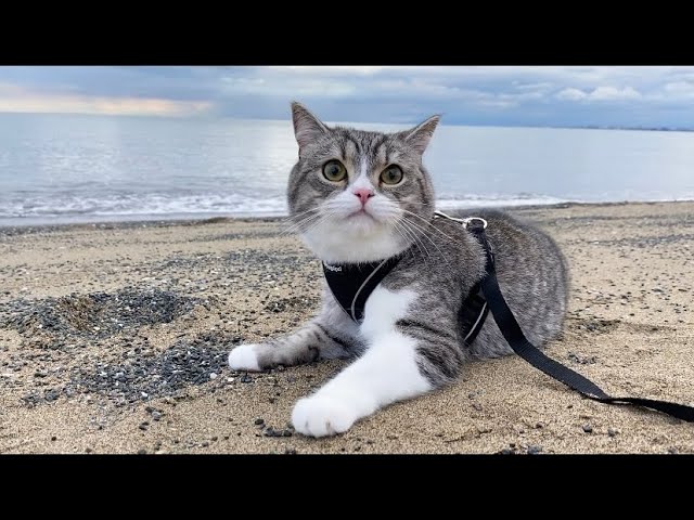 初めて海を散歩したら開放感で猫がとんでもないことになったw