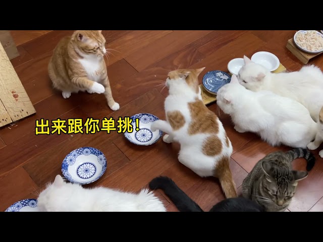 悄悄的在猫碗中加点蛋黄，十几只猫集体抗议，减肥