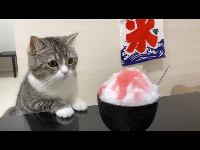 猫が生まれて初めてかき氷を食べたらこうなったww
