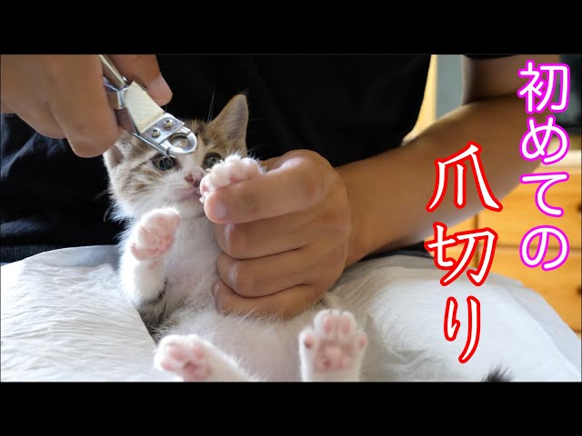 【保護猫】初めての爪切りを体験した子猫がこちら