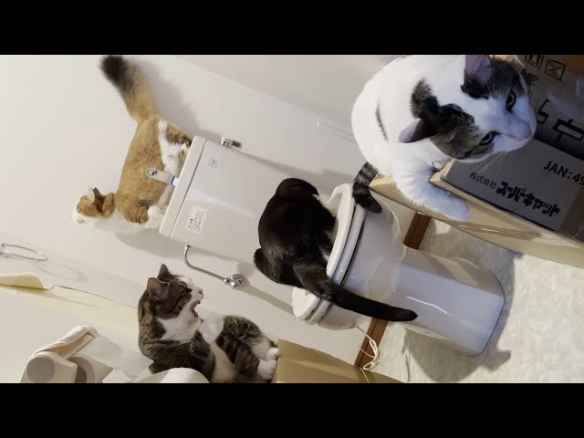 トイレに立て籠もる猫たちがプチカオスで困ってしまうw