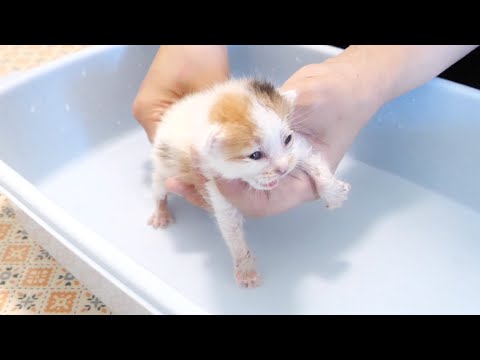 子猫に水責めをしたらビックリして暴れ出す！！！【赤ちゃん猫　保護猫】