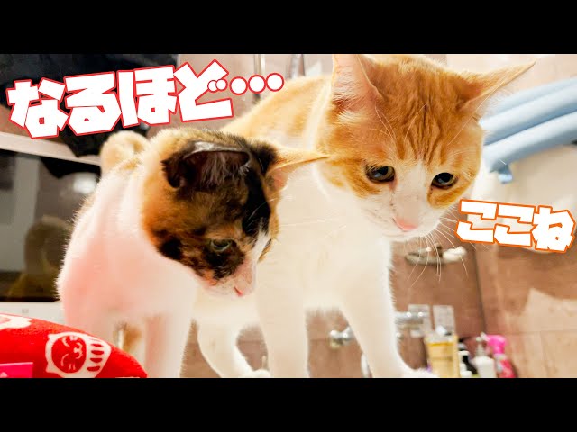 先輩猫による飼い主のお風呂の覗き方を教わる捨て子猫