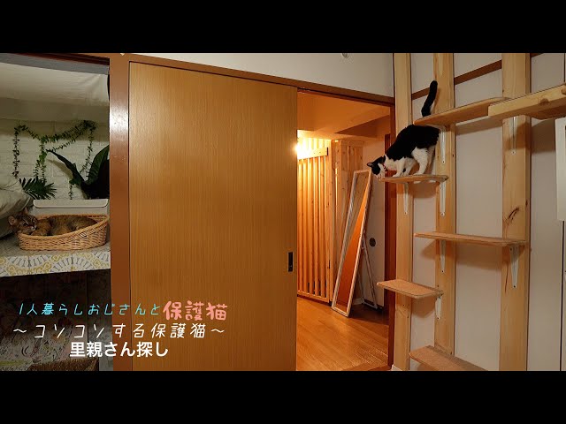 先住猫のキャットタワーにこそっと登った保護猫の結末が…｜11~12日目【里親さん探し】
