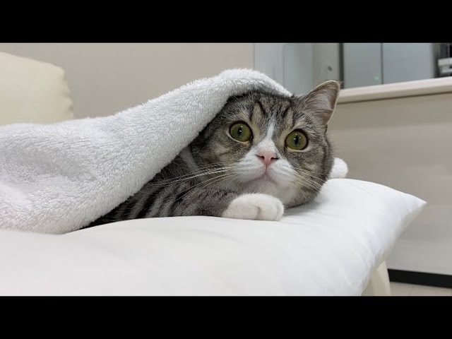 嵐が怖くて寝れず、毛布に包まってる猫がかわいすぎた…
