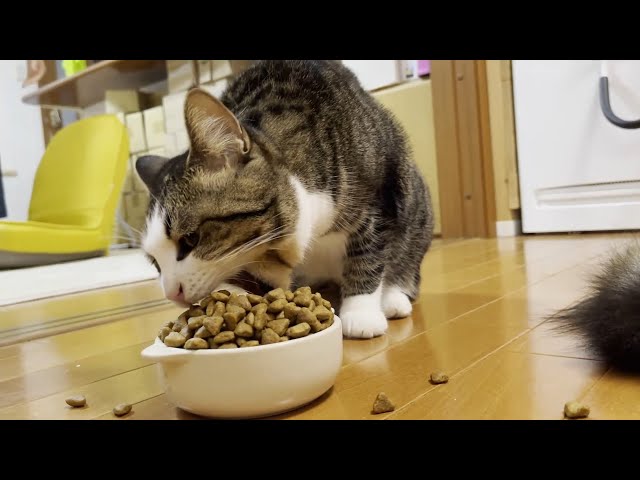 てんこ盛りのご飯を見たときの反応で性格の違いがわかる猫たち