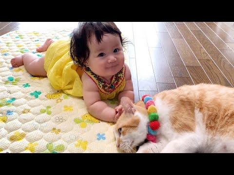 初めて猫を見た赤ちゃんの反応が可愛すぎた