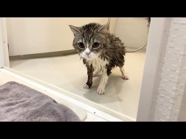 お風呂に入ったら子猫みたいに小さくなった猫がこちらです…笑