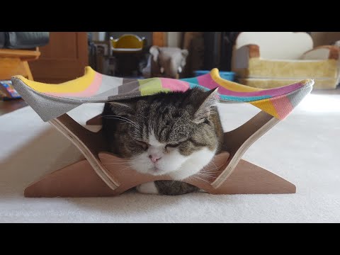 ハンモックの使い方とねこ。-Cats and how to use the hammock.-