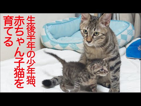 優しき少年猫、赤ちゃん子猫の面倒をみる The boy cat and Tow Taro kittens