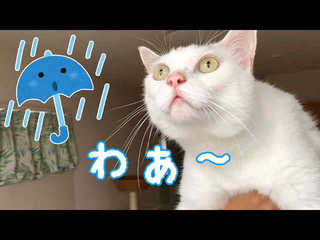 猫たちに大雨を見せたときの反応がこちら！