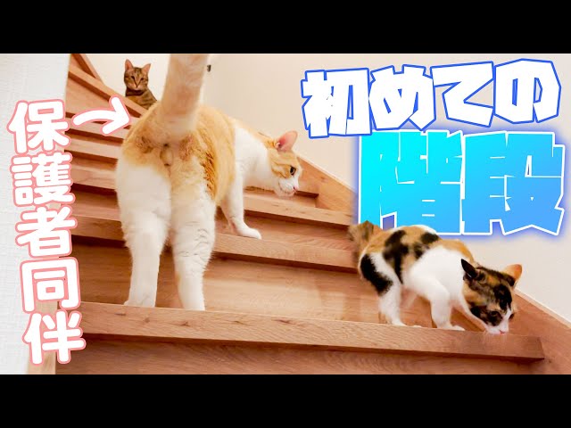 先住猫に見守られながら初めて階段を降りる子猫