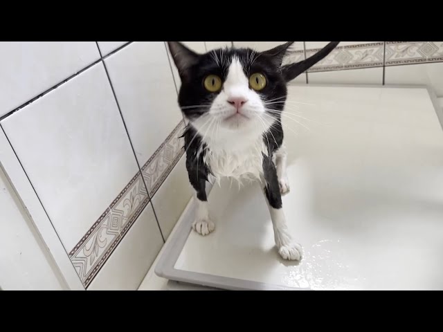 お風呂で鳴き叫ぶ猫が抱っこされると大人しくなる様子に癒される