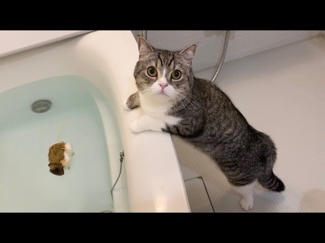 風呂にネズミを落として心配になってる猫がかわいすぎたw