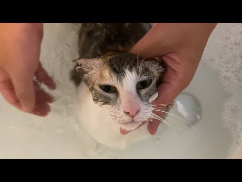 ネネをお風呂に入れたら激おこ猫に？