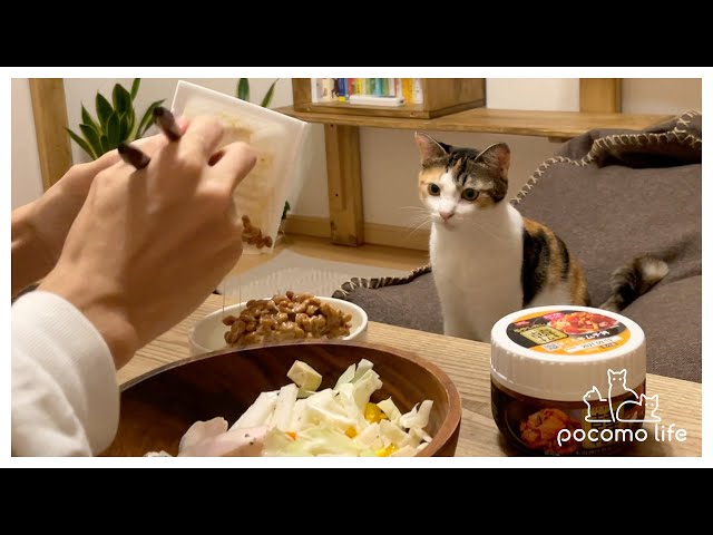 食いしん坊猫と一緒にご飯を食べてみたら大変でした