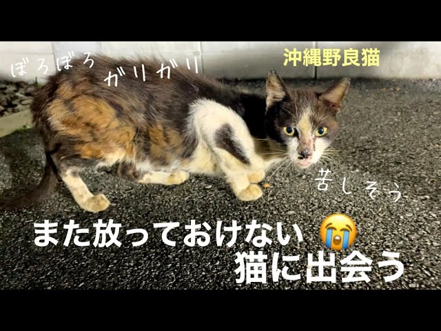 [沖縄野良猫](前編)また放っておけない猫に出会う。たった2日間だけうちの子になった猫。※概要欄に追記有り。