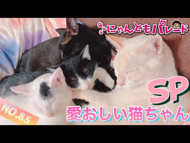 【ねこ動画まとめ】愛おしい猫ちゃん特集〜にゃんともパレード〜