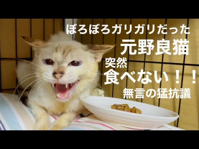 [沖縄保護猫]#7ぼろぼろガリガリだった元野良猫ディノ、突然2日間食べなくなりプチパニック！無言の猛抗議の理由。