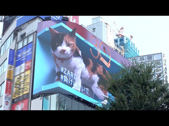 ZARD×新宿東口の猫#負けにゃいで