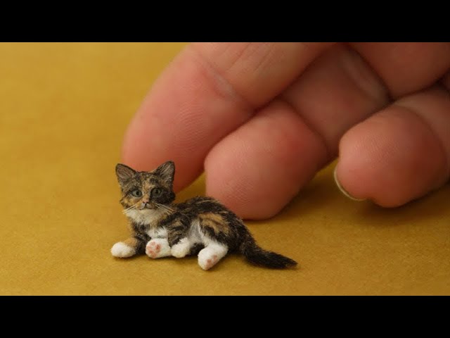 【面白い動画】最高におもしろ 猫のハプニング, 失敗動画集・かわいい猫 #8