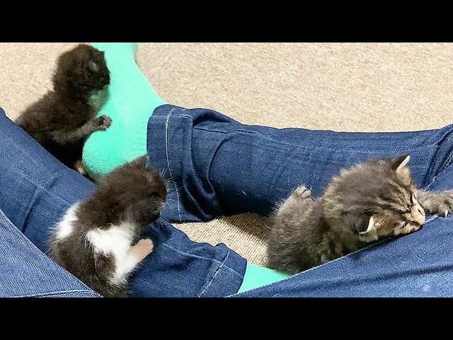 足にまとわりついてくる赤ちゃん猫たち
