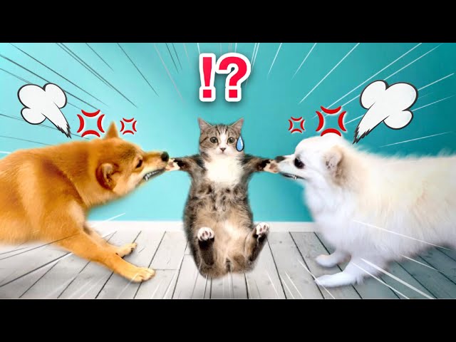 【子猫を返せー！！💢】柴犬達の大喧嘩💥絶対に猫とくっついて寝たがる犬達の戦いがこちらです。仲良しはどっち？寸劇Shiba Inu and Pomeranian Fighting for cat