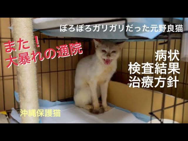 [沖縄保護猫]#8 ぼろぼろガリガリだった元野良猫ディノ、また大暴れの通院。病状と検査結果、今後の治療方針。先住猫の近況。