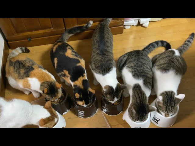 猫６匹と住職の朝ごはん動画です。