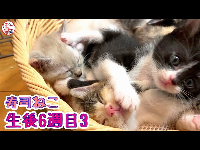 【保護猫　子猫　寿司ねこ】生後6週目3　カゴ猫の寿司ねこ