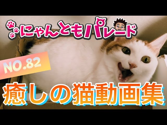 今日の癒される猫ちゃん動画集！No.82【にゃんともパレード】
