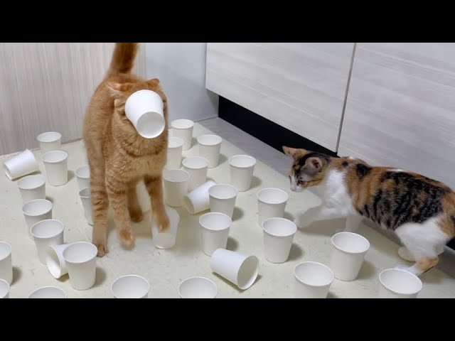 大量の紙コップから当たりを見つけた時の猫が面白すぎた